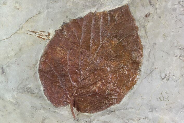 Detailed Fossil Leaf (Davidia) - Glendive, Montana #95295